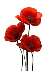 Three vibrant red poppies against a white background (5)