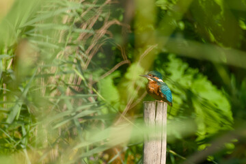 Common kingfisher perched on wooden post in lush habitat