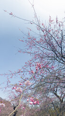 Cherry blossoms in full bloom, captured through a fisheye lens