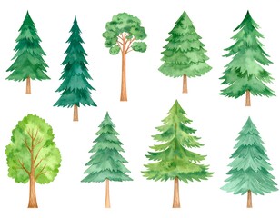 Watercolor painting of various evergreen and deciduous trees, isolated on white background (1)