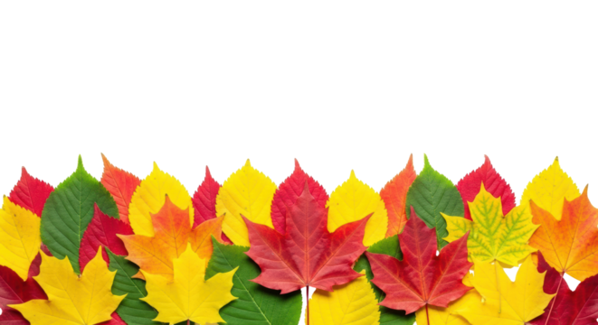 Isolated Autumn Leaves Border