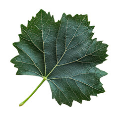 Isolated grapevine leaf with transparent background
