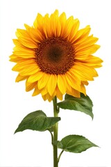 Obraz premium Vibrant yellow sunflower with dark center, green leaves, and a long stem against a white background