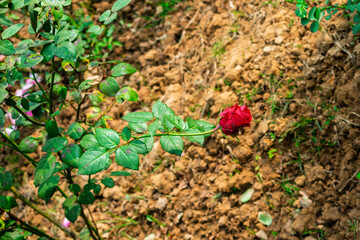 Close-Up of a Vibrant Red Rose Surrounded by Green Leaves in a Garden
