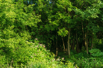 Green forest with trees and bushes in summer. Nature green background.