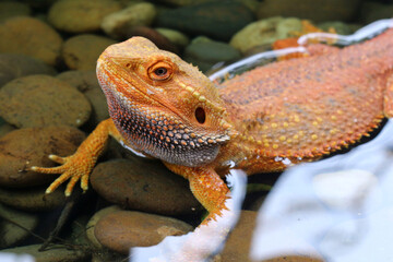 Bearded dragon lizard on Natural Habitat ,Close up image of Inland Bearded Dragon (Pogona vitticeps), Australian Bearded Dragon 
