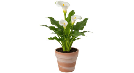 Isolated White Calla Lily Plant in Terracotta Pot