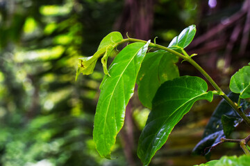 Fresh Green Leaves on a Tree Branch in a Forest Setting