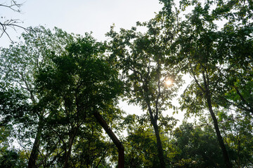 Lush Green Foliage of a Dense Forest With Sunlight Filtering Through