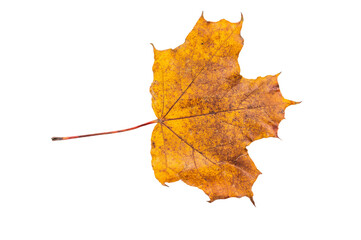 Close up of maple yellow autum leaf isolated on white background