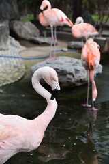 色鮮やかなフラミンゴ