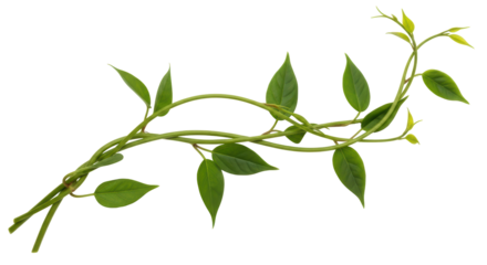 Isolated Twisting Vine