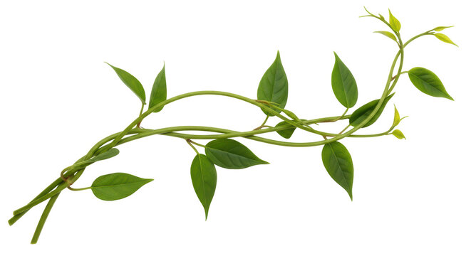 Isolated Twisting Vine
