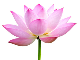 Naklejka premium Single Elegant Pink Lotus in Full Bloom with Stem, Side Angle, Isolated PNG