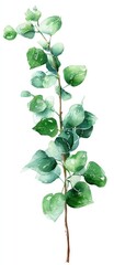 Watercolor illustration of a eucalyptus branch with delicate leaves