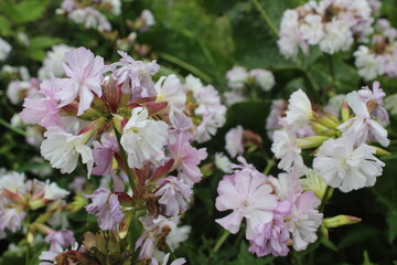 Lilac Flower in Bloom Spring Nature