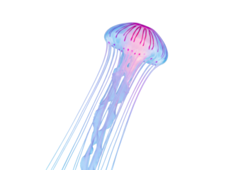 Isolated jellyfish, aquatic sea life, blue and pink marine animal with trailing tentacles