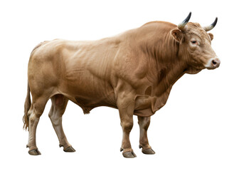 Isolated Blond Aquitaine bull, Bos taurus, in full body, facing right, beef cattle breed animal