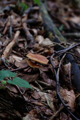 Foraging in the forest