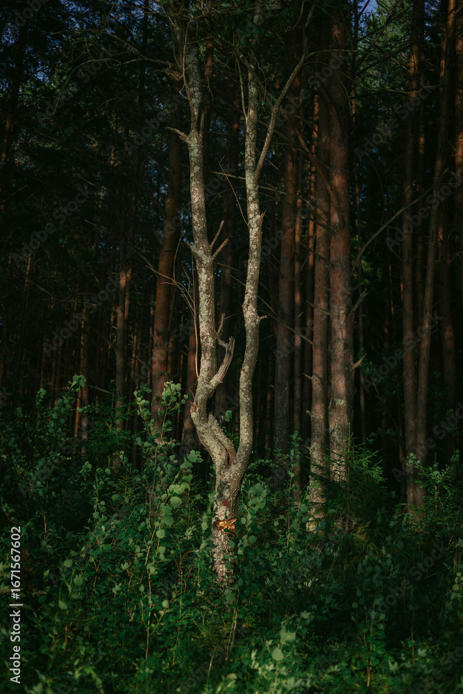 Poster remarkable tree stands with a twist in its trunk, surrounded by lush green undergrowth in a serene f