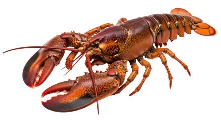 Isolated Lobster