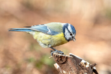 Blue tit sitting on a tree stump