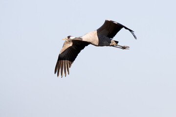 Common crane (grus grus) in flight against a cloudy sky