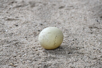 レアの卵