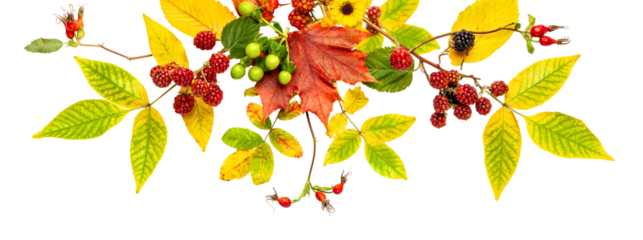Seasonal composition of yellow leaves, autumn berries and flowers arranged in a decorative autumn border on transparent background.