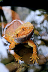 Bearded dragon lizard on Natural Habitat ,Close up image of Inland Bearded Dragon (Pogona vitticeps), Australian Bearded Dragon 