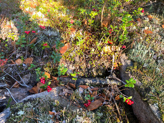 Lingonberry plants with red berries growing on forest floor in autumn sunlight.