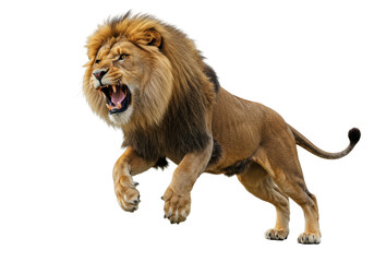 Isolated snarling lion leaping through the air showing aggression and teeth during a hunt