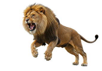 Isolated snarling lion leaping through the air showing aggression and teeth during a hunt