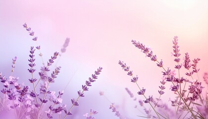 Obraz premium lavender flowers background