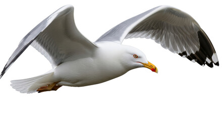 Isolated Seagull Flying