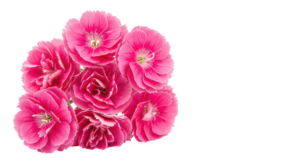 Isolated Pink Flowers