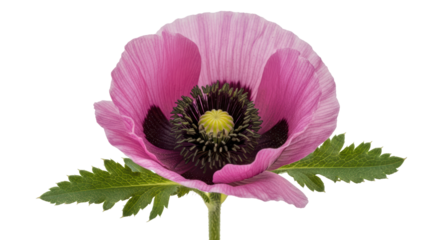 Isolated Pink Poppy Flower
