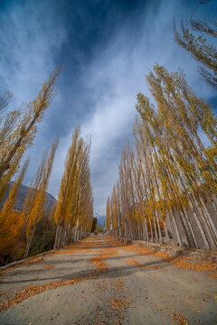 View of golden autumn trees lining a path strewn with fallen leaves under a dramatic sky, painting a serene yet vibrant scene, Nagar Khas, Gilgit Baltistan, Pakistan.