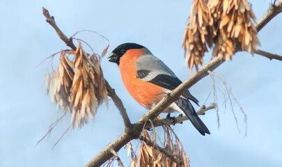 red winged blackbird