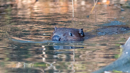hippopotamus in the water