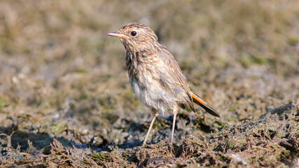 female house sparrow