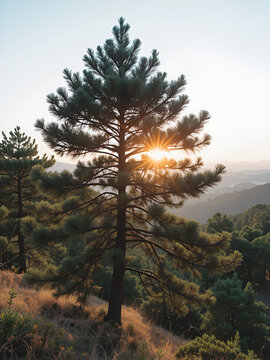 Pinus sylvestris. Pinar con luz del atardecer. Pino silvestre, albar.