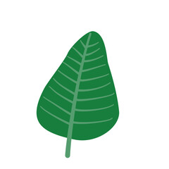 Large tropical green leaf vector illustration 