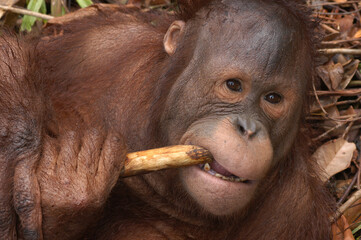 Orang utan