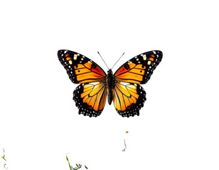 Fototapeta premium Top-Down View of Butterfly Hovering Over Garden Plants, Transparent PNG