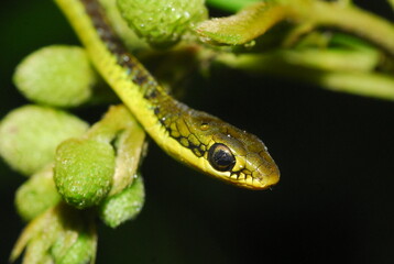 green snake on a tree