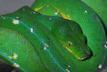 close up of a green snake python