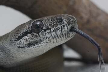 close up of a snake