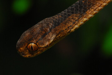 close up of a snake