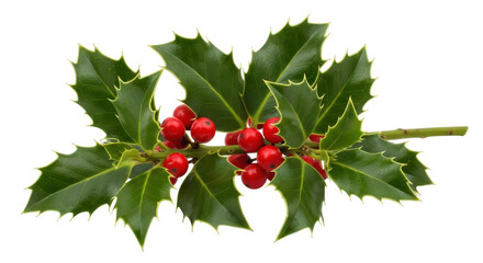 Isolated Holly Branch